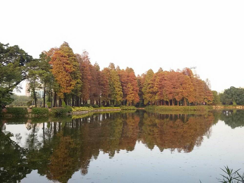 流花湖公园“红云拂翠”落羽杉景致